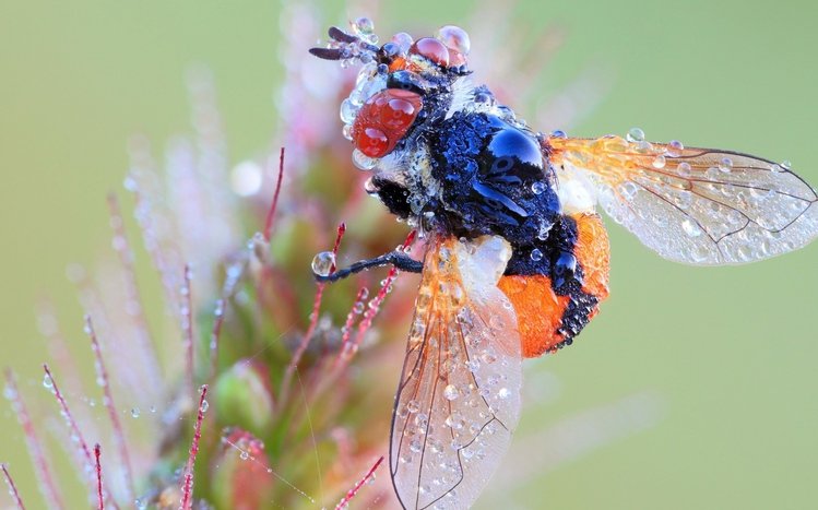 Fly Theme screenshot #11