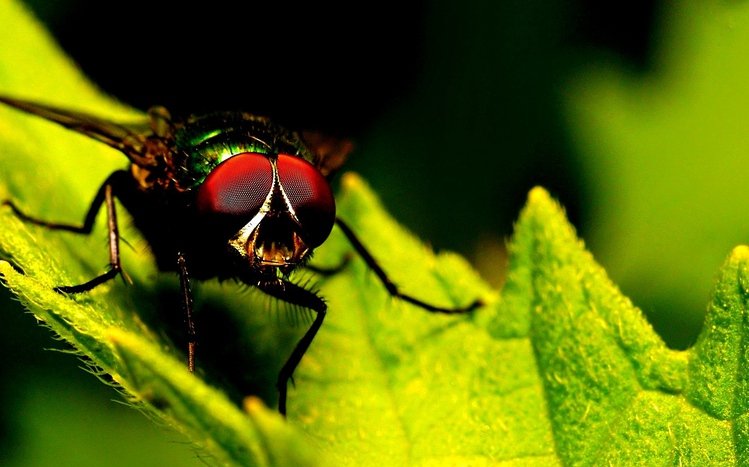 Fly Theme screenshot #3