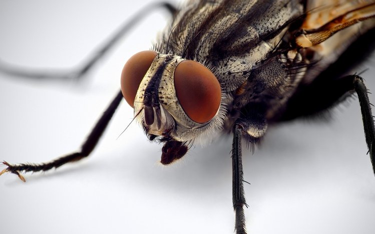 Fly Theme screenshot #5