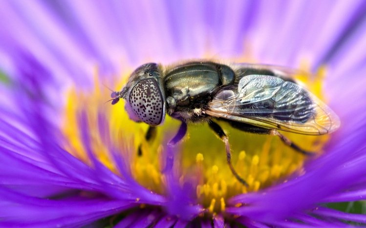 Fly Theme screenshot #9