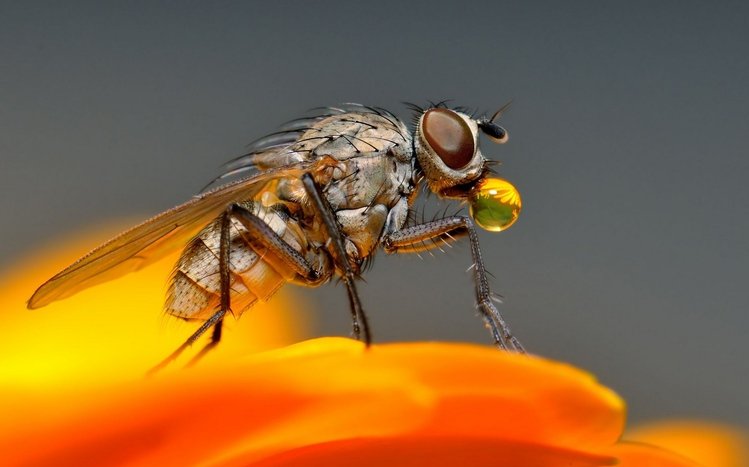 Fly Theme screenshot #10