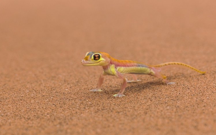 Gecko Theme screenshot #1