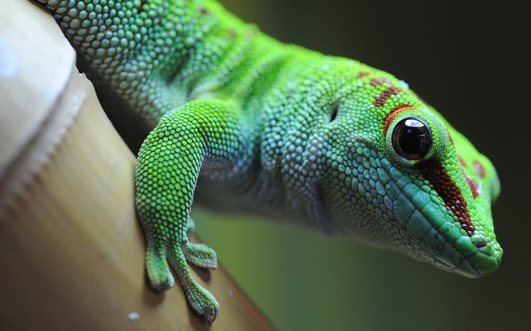 Gecko Theme screenshot #12