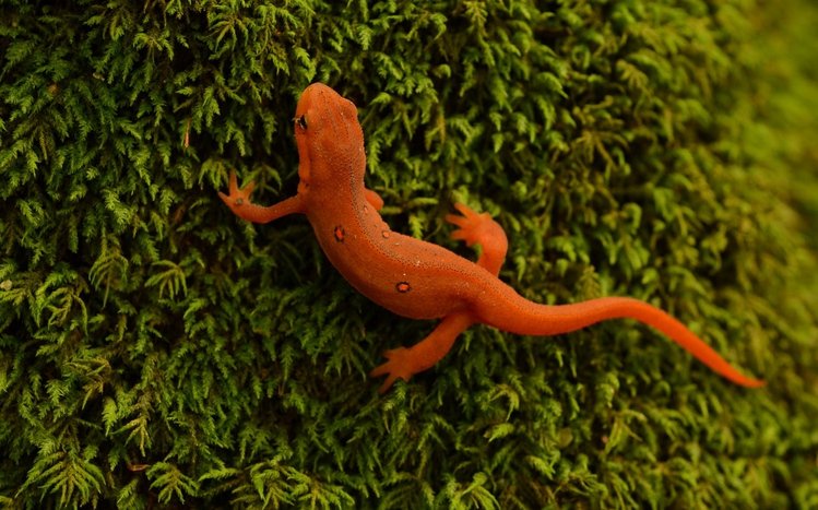 Gecko Theme screenshot #9