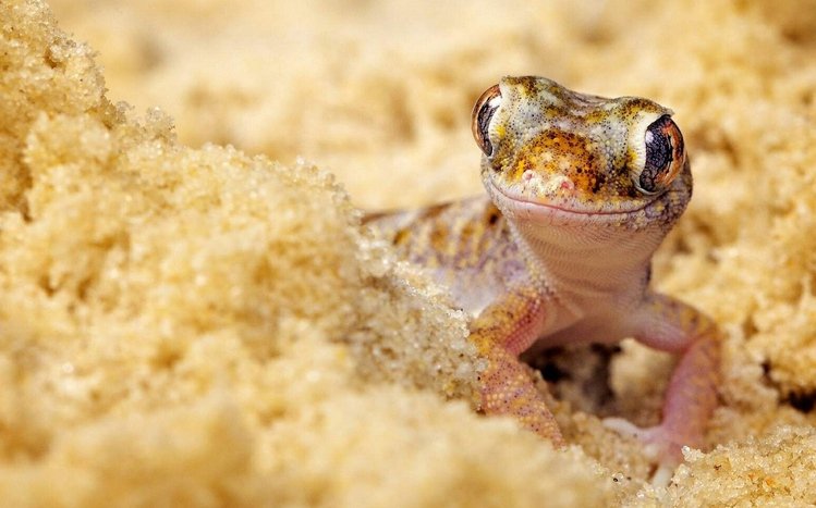 Gecko Theme screenshot #11