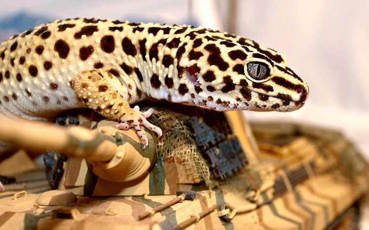 Gecko Theme screenshot #4