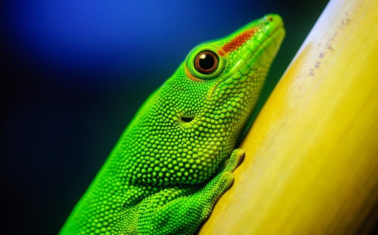 Gecko Theme screenshot #2