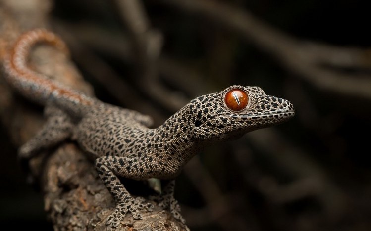 Gecko Theme screenshot #14