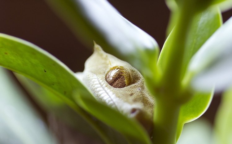 Gecko Theme screenshot #5