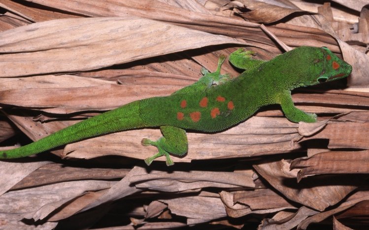 Gecko Theme screenshot #6