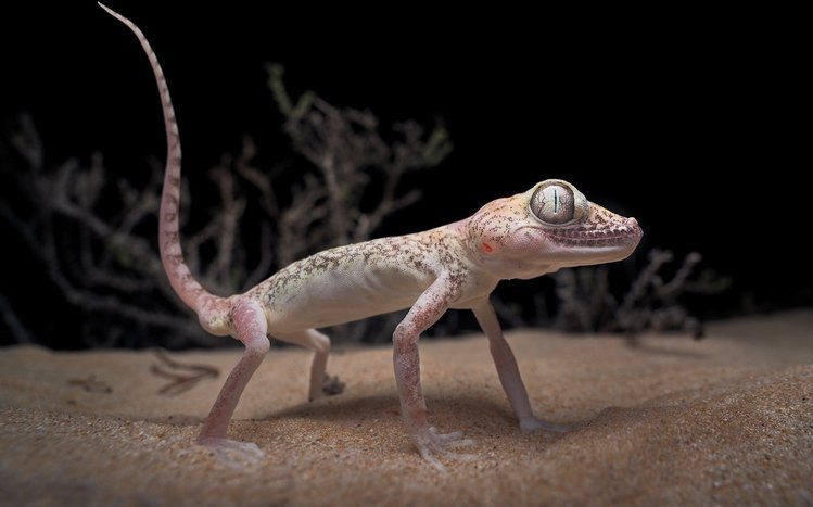 Gecko Theme screenshot #15