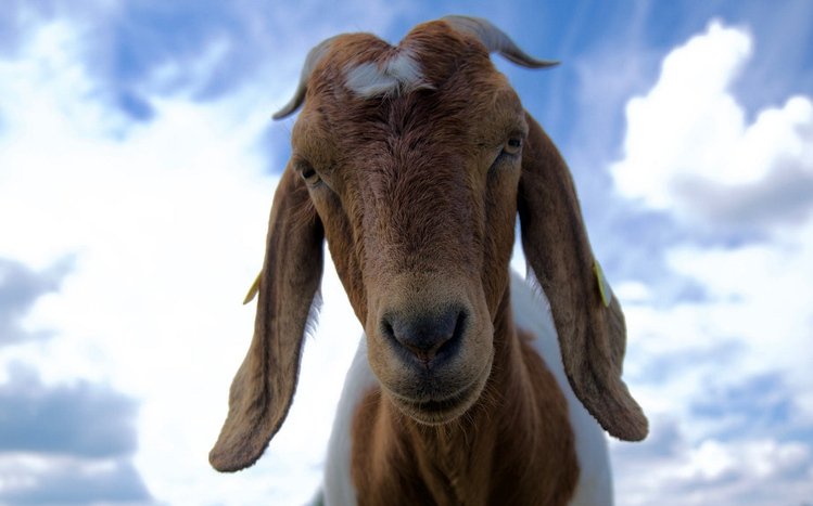 Goat  Theme screenshot #12