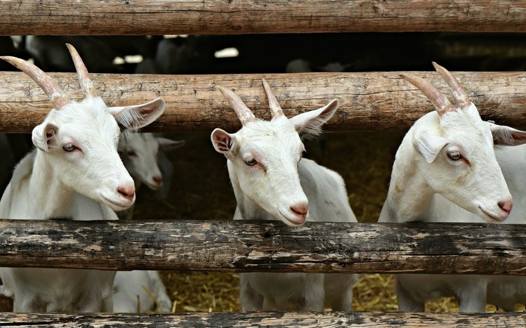 Goat  Theme screenshot #13