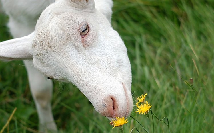 Goat  Theme screenshot #1