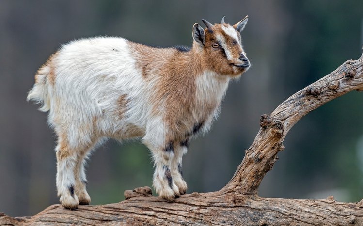 Goat  Theme screenshot #14