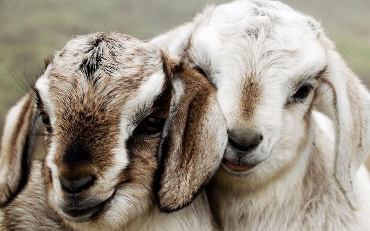 Goat  Theme screenshot #9