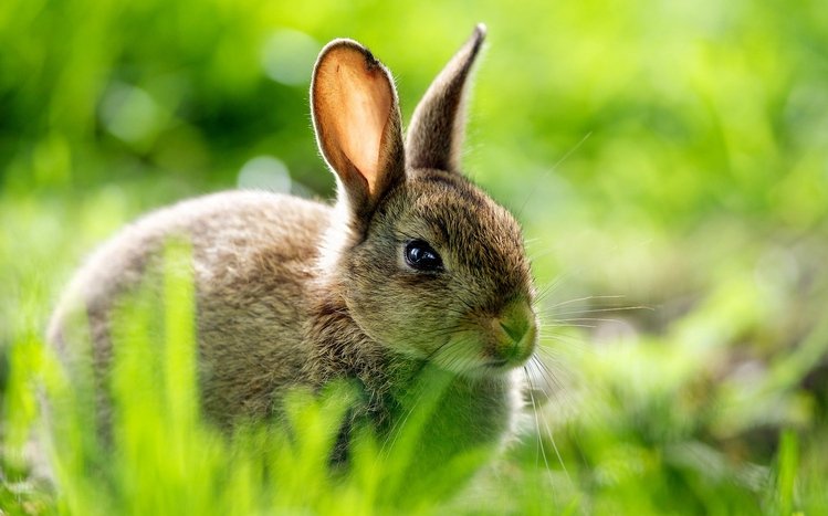 Hare Theme screenshot #4