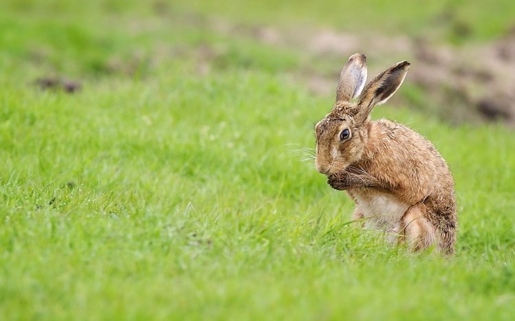 Hare Theme screenshot #5