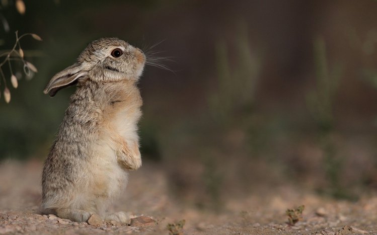 Hare Theme screenshot #12