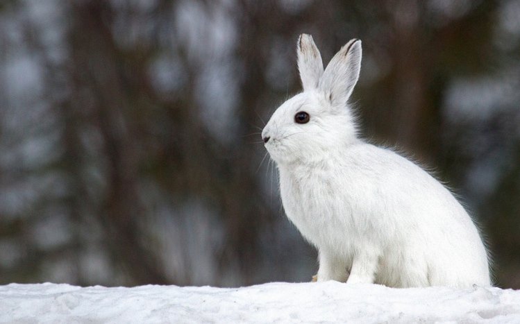 Hare Theme screenshot #11