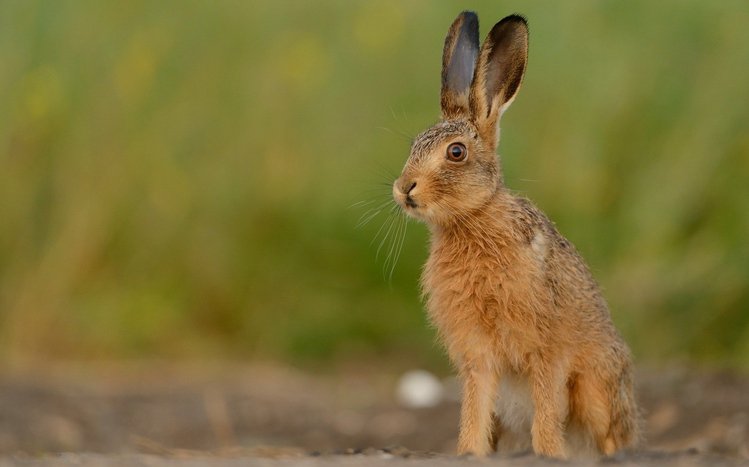 Hare Theme screenshot #7