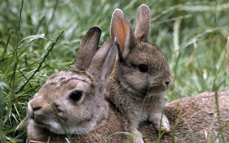 Hare Theme screenshot #10