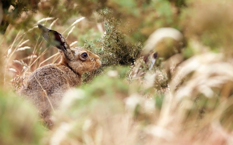 Hare Theme screenshot #9