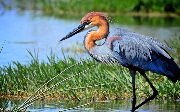 Heron Theme screenshot #12