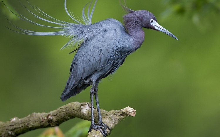 Heron Theme screenshot #1