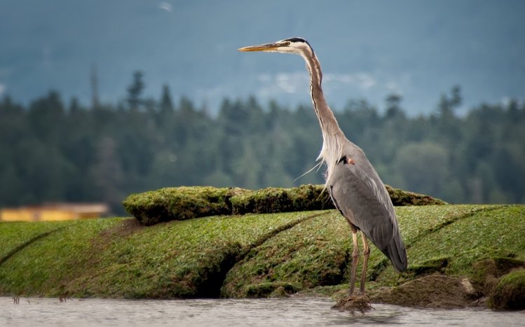 Heron Theme screenshot #2