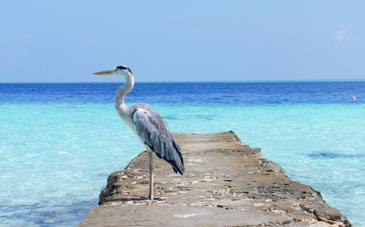 Heron Theme screenshot #7