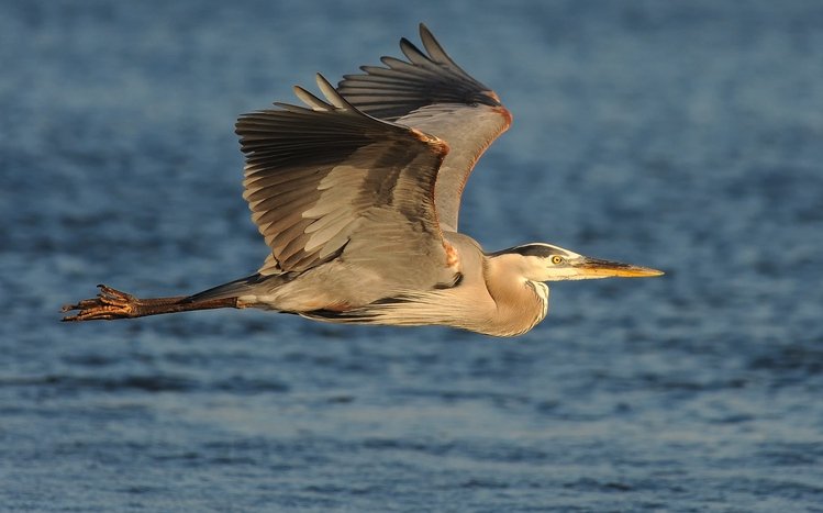 Heron Theme screenshot #3