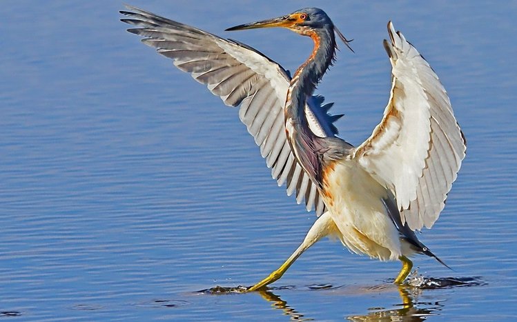 Heron Theme screenshot #4