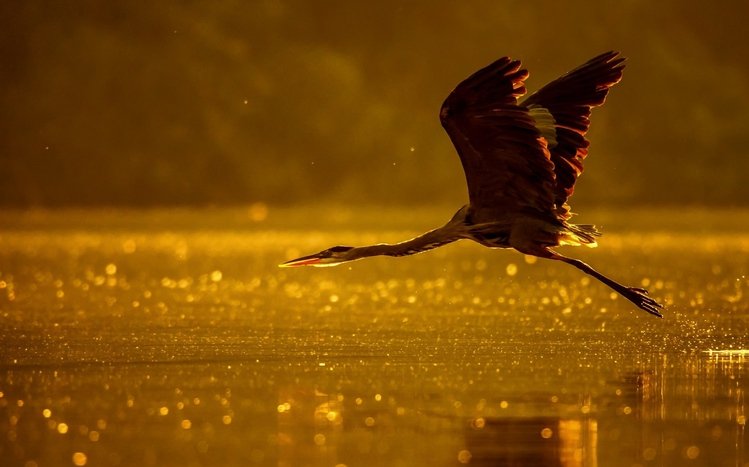 Heron Theme screenshot #11