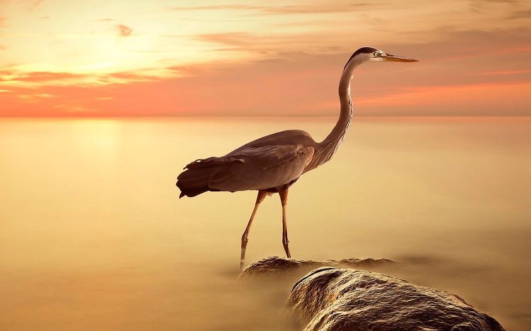 Heron Theme screenshot #5