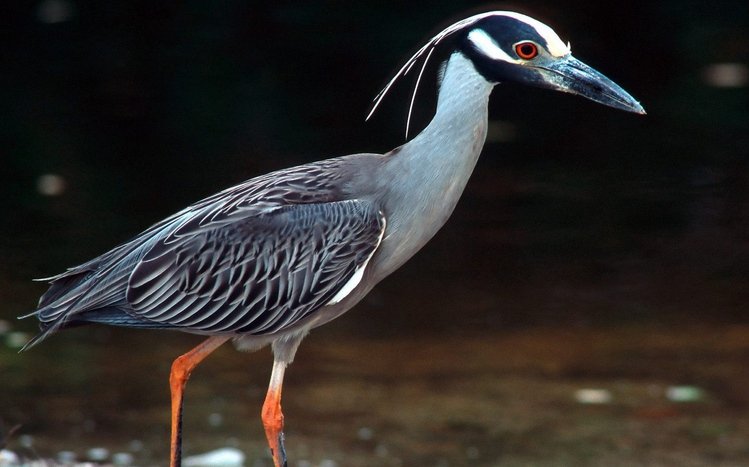 Heron Theme screenshot #6