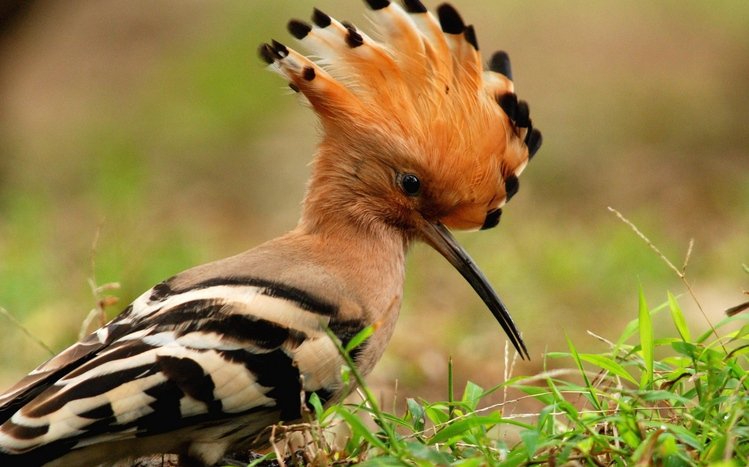 Hoopoe Theme screenshot #4