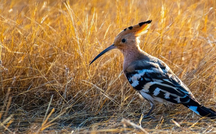 Hoopoe Theme screenshot #14