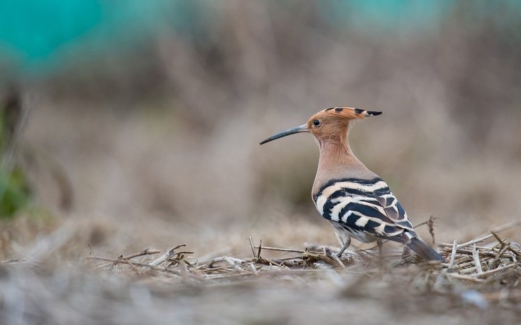 Hoopoe Theme screenshot #8