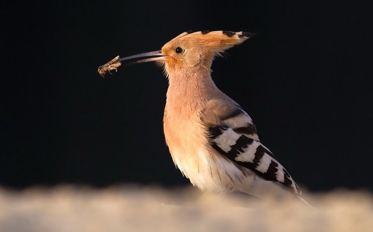 Hoopoe Theme screenshot #7