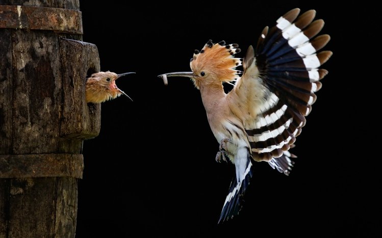 Hoopoe Theme screenshot #2