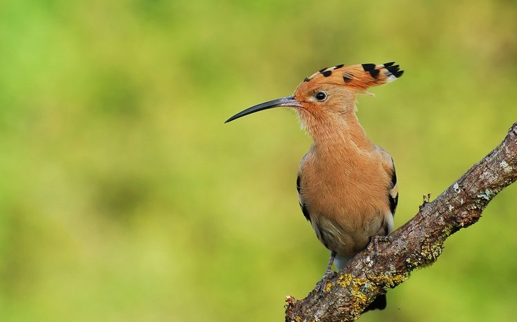 Hoopoe Theme screenshot #3