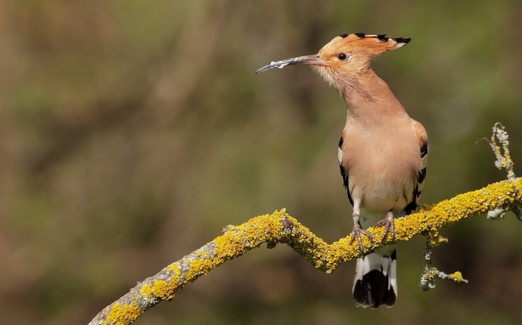 Hoopoe Theme screenshot #11