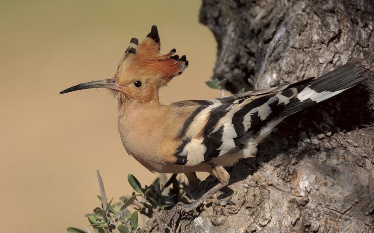 Hoopoe Theme screenshot #12