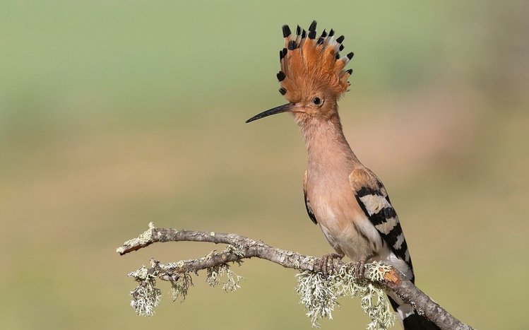 Hoopoe Theme screenshot #13