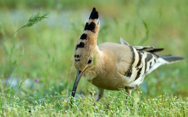 Hoopoe Theme screenshot #10