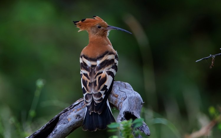 Hoopoe Theme screenshot #15