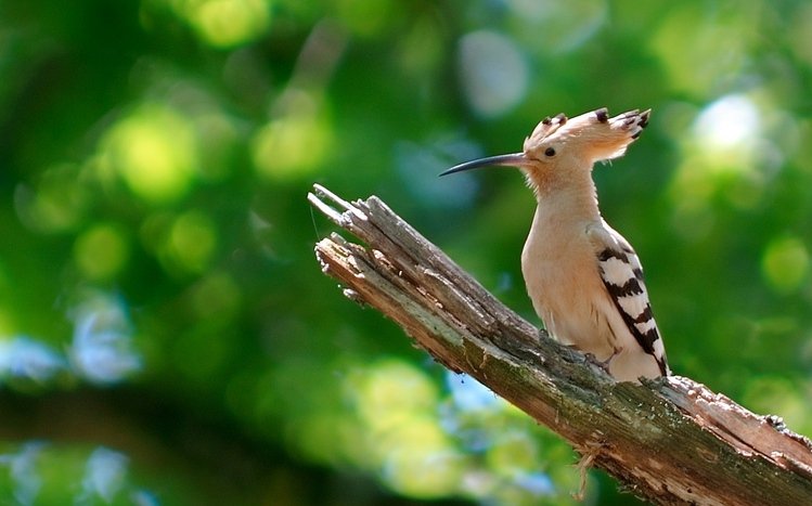 Hoopoe Theme screenshot #1