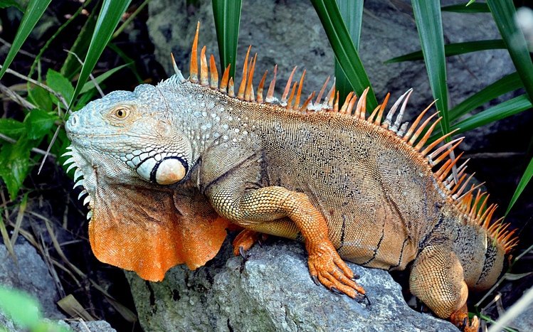  Iguana Theme screenshot #7