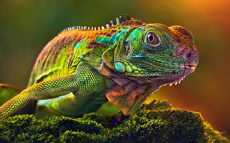  Iguana Theme screenshot #14